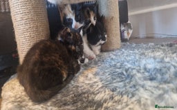 Mixed Breed cats for sale: Litter of 6 healthy beautiful kittens - Image 11