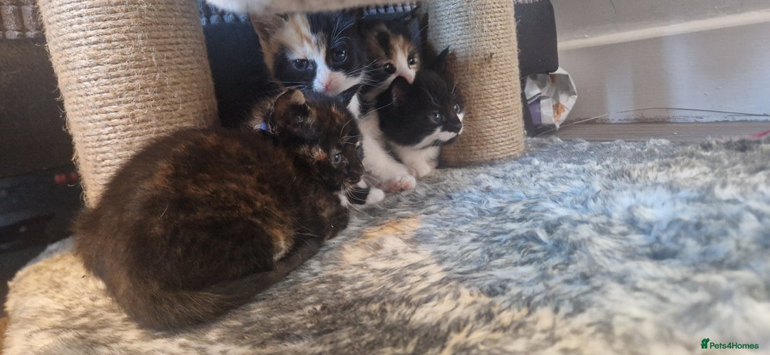 Mixed Breed cats for sale: Litter of 6 healthy beautiful kittens - Image 11