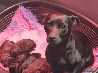 Patterdale Terrier dogs for sale - Advert 1