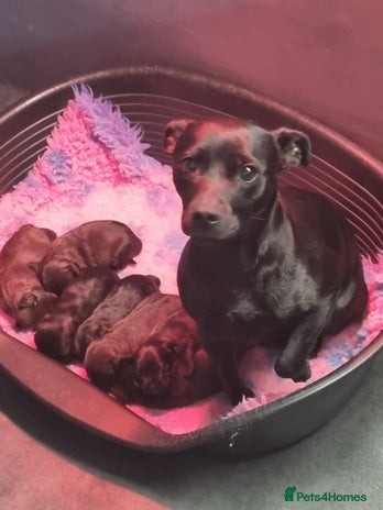 Patterdale Terrier dogs - Advert 1