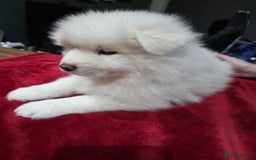 Samoyed dogs for sale: Samoyed puppies for sale  - Image 6
