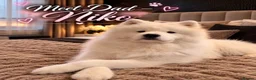 Samoyed dogs for sale: Beautiful Samoyed Puppies – Due November 2026 in Livingston - Advert 2