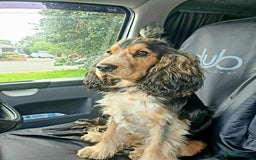 Cocker Spaniel dogs for sale: Show cockers - Image 13