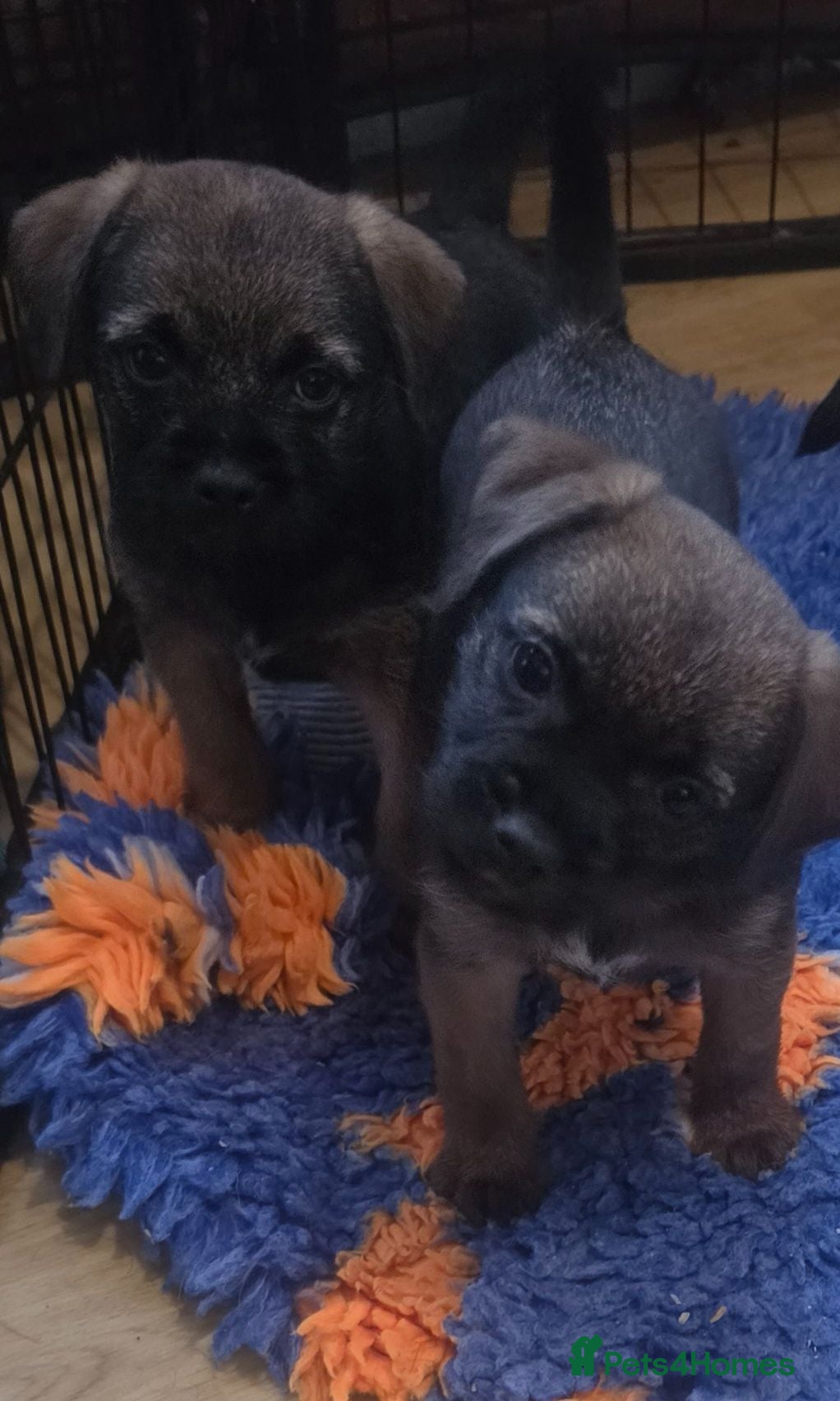 Border Terrier dogs KC Registered Border Terrier Puppies - Advert 1
