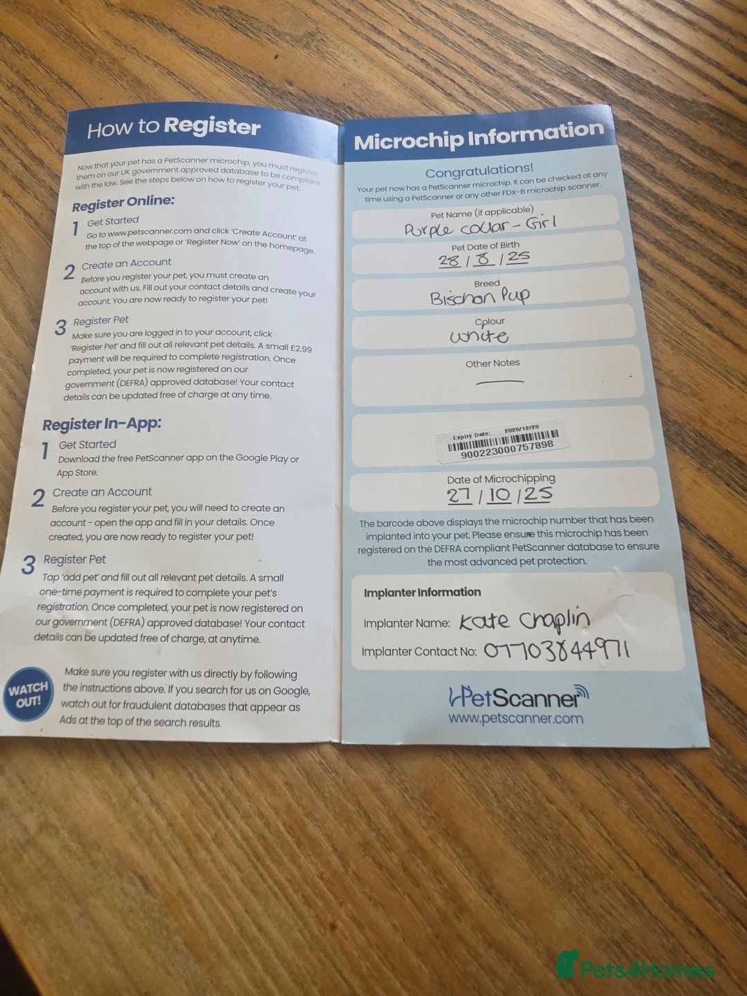 Cavachon dogs for sale: Bichon  - Image 5