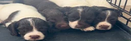 English Springer Spaniel dogs for sale: Springer spaniel puppies  - Advert 7