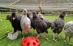 Chickens poultry for sale: Farmyard Mixed Chicks - Image 1