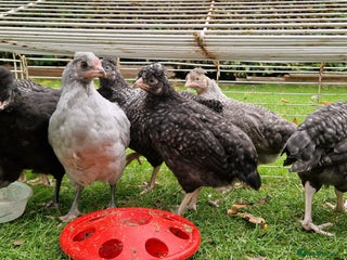 Chickens poultry - Advert 8