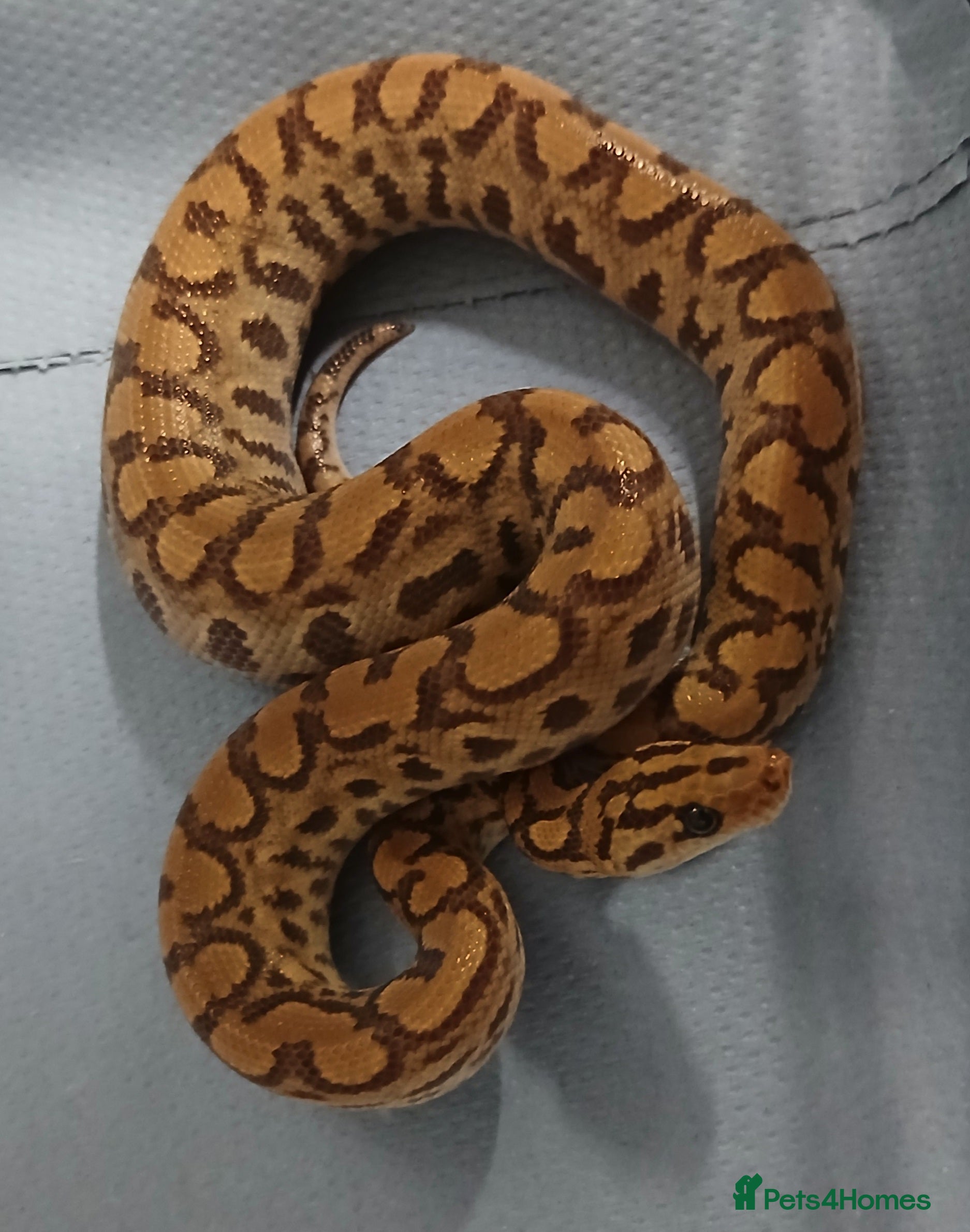 Boa Snake reptiles Brazilian Rainbow Boa's T-Albino - Advert 2