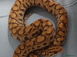 Boa Snake reptiles Brazilian Rainbow Boa's T-Albino - Advert 1