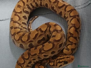 Boa Snake reptiles Brazilian Rainbow Boa's T-Albino - Advert 5