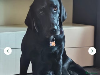 Labrador Retriever dogs Chunky pups ready now - Advert 1