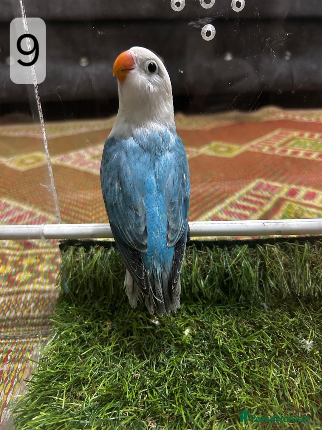 Lovebirds birds for sale: Beautiful Mutation fisher Lovebirds in Birmingham  - Advert 12