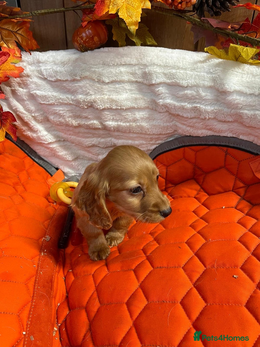 Cocker Spaniel dogs for sale: Stunning red cocker spaniel pups - Image 12
