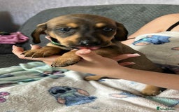 Mixed Breed dogs for sale: Husky x dashound  - Image 11