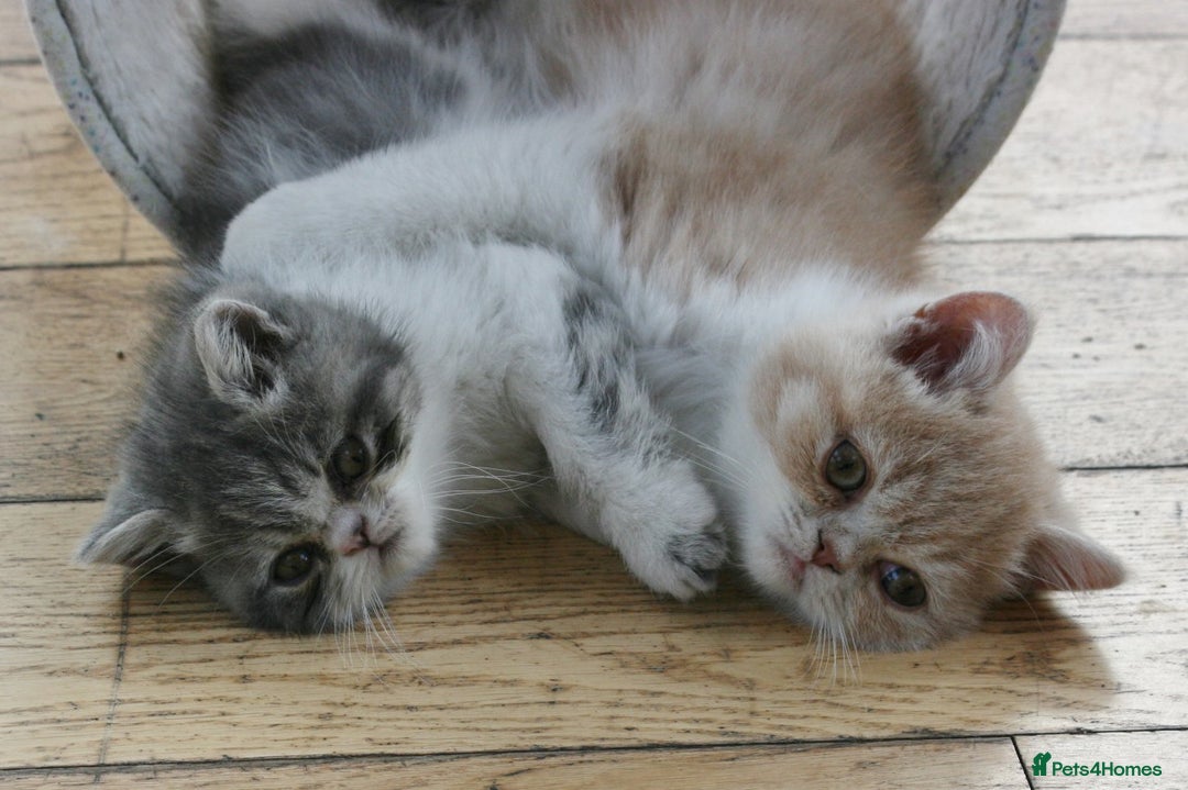 Exotic cats for sale: Exotic pedigree kittens  - Image 4