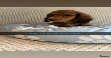 Miniature Dachshund dogs - Advert 2