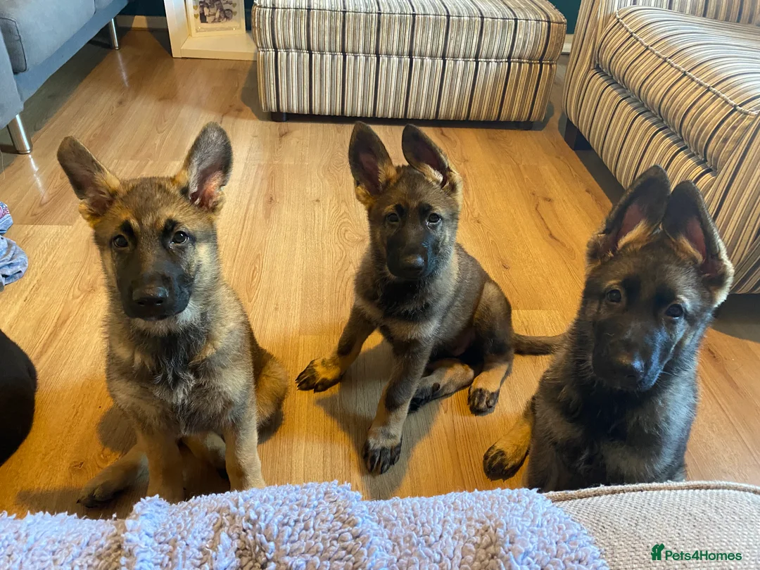 German Shepherd dogs for sale: Beautiful German shepherd pups **DM Clear!** - Advert 13