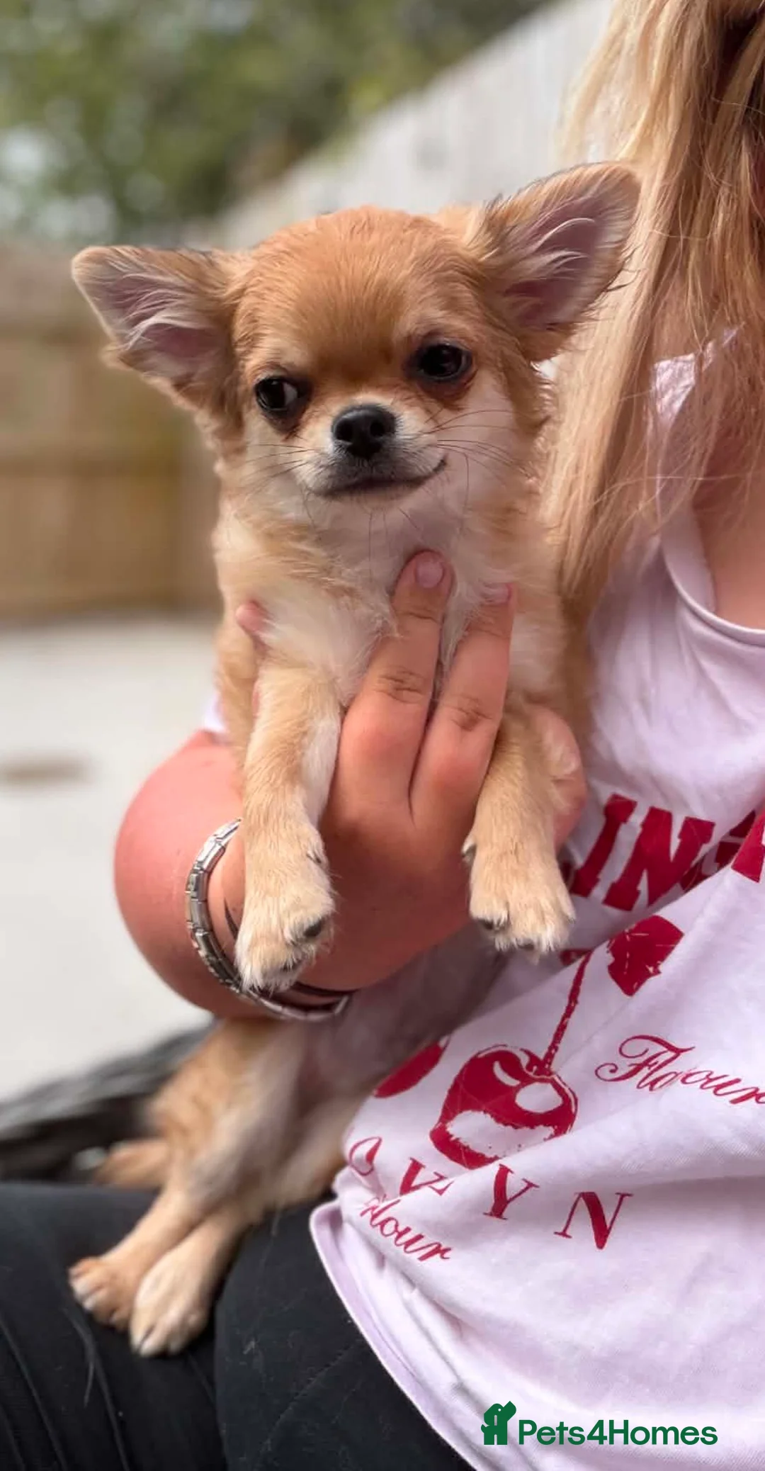 Chihuahua dogs for sale: 🩵 Stunning Long Coat Chihuahua Boy 🩵 - Advert 2