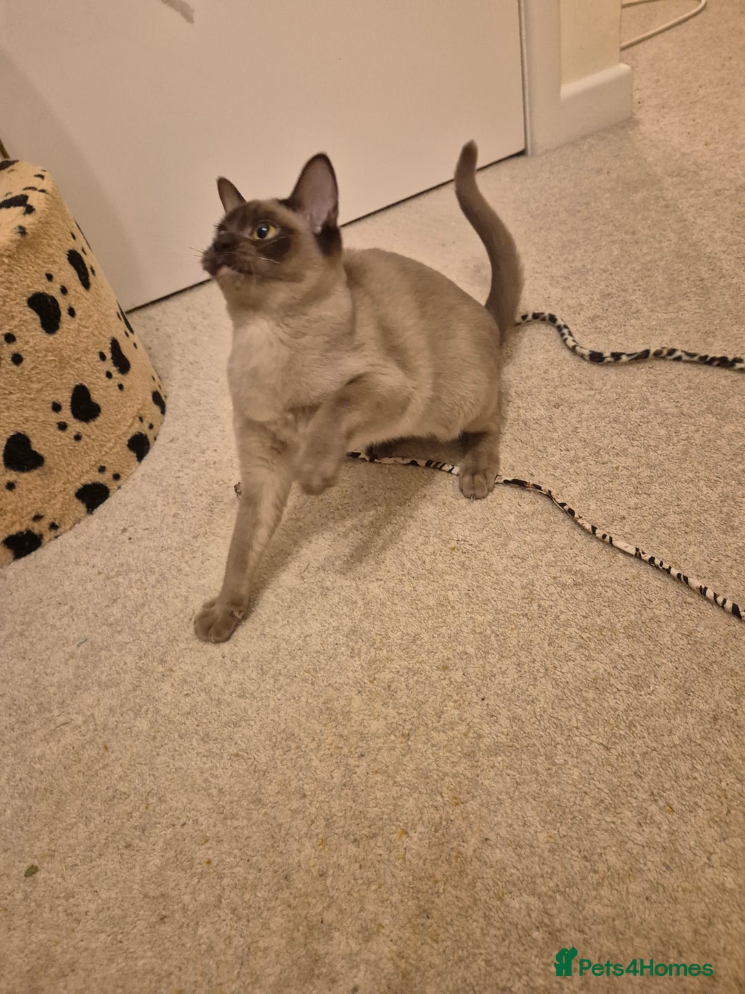 Burmese cats for sale: Pedigree Chocolate Female Burmese Kitten - Advert 3