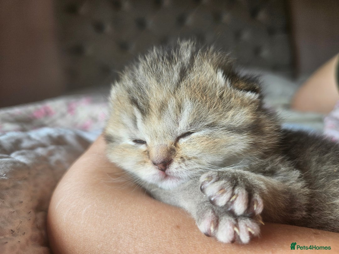 British Shorthair cats for sale: Beautiful British Shorthair - Image 6