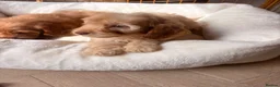 Labradoodle dogs for sale: LICENSED BREEDER HEALTH TESTED MINI LABRADOODLES - Advert 30