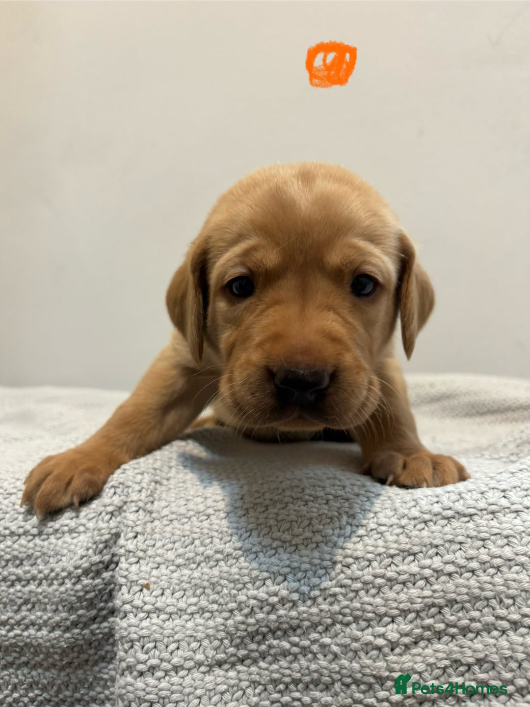 Labrador Retriever dogs for sale: Beautiful fox red puppies  - Image 30