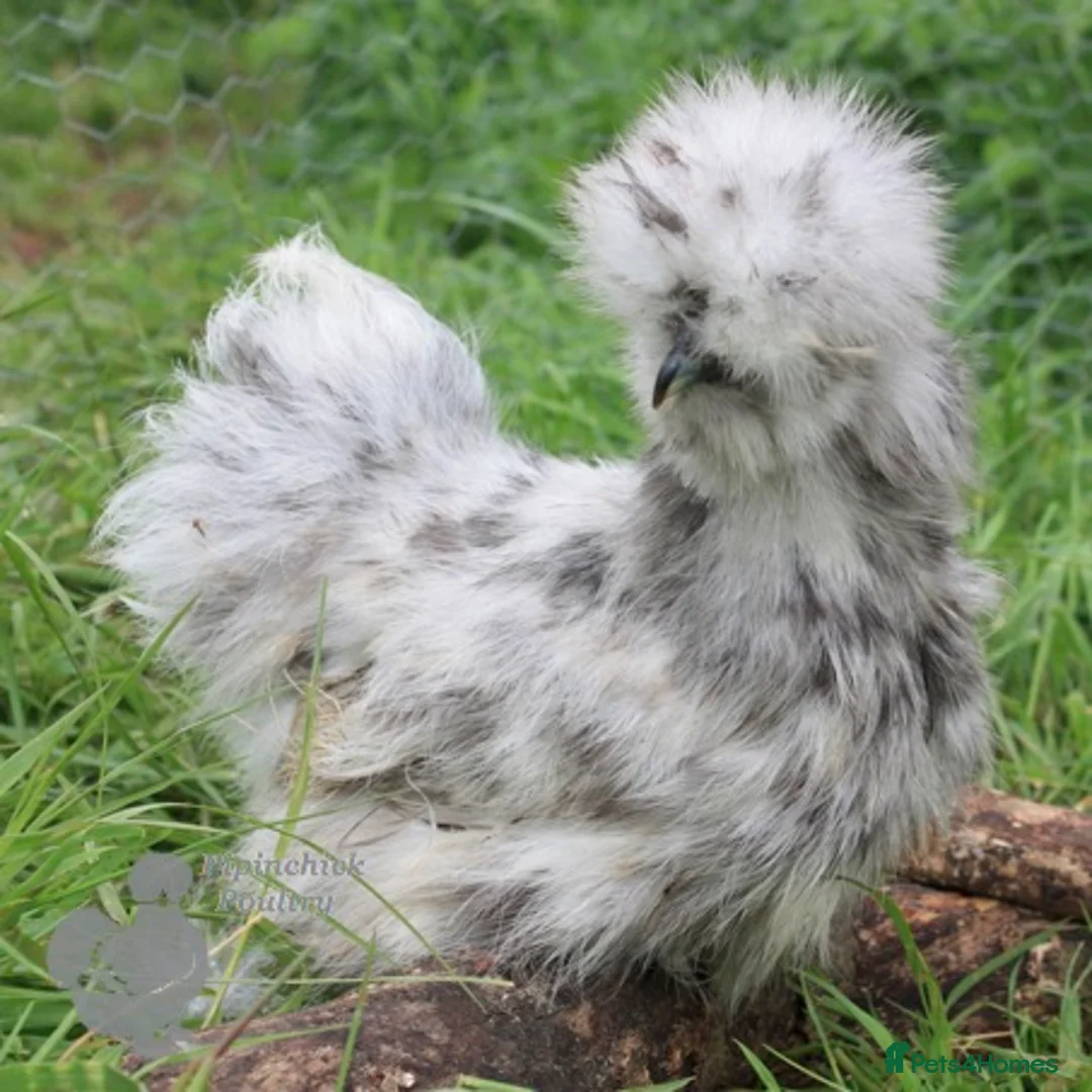 Chickens poultry for sale: Chickens For Sale, Various Breeds - Advert 3