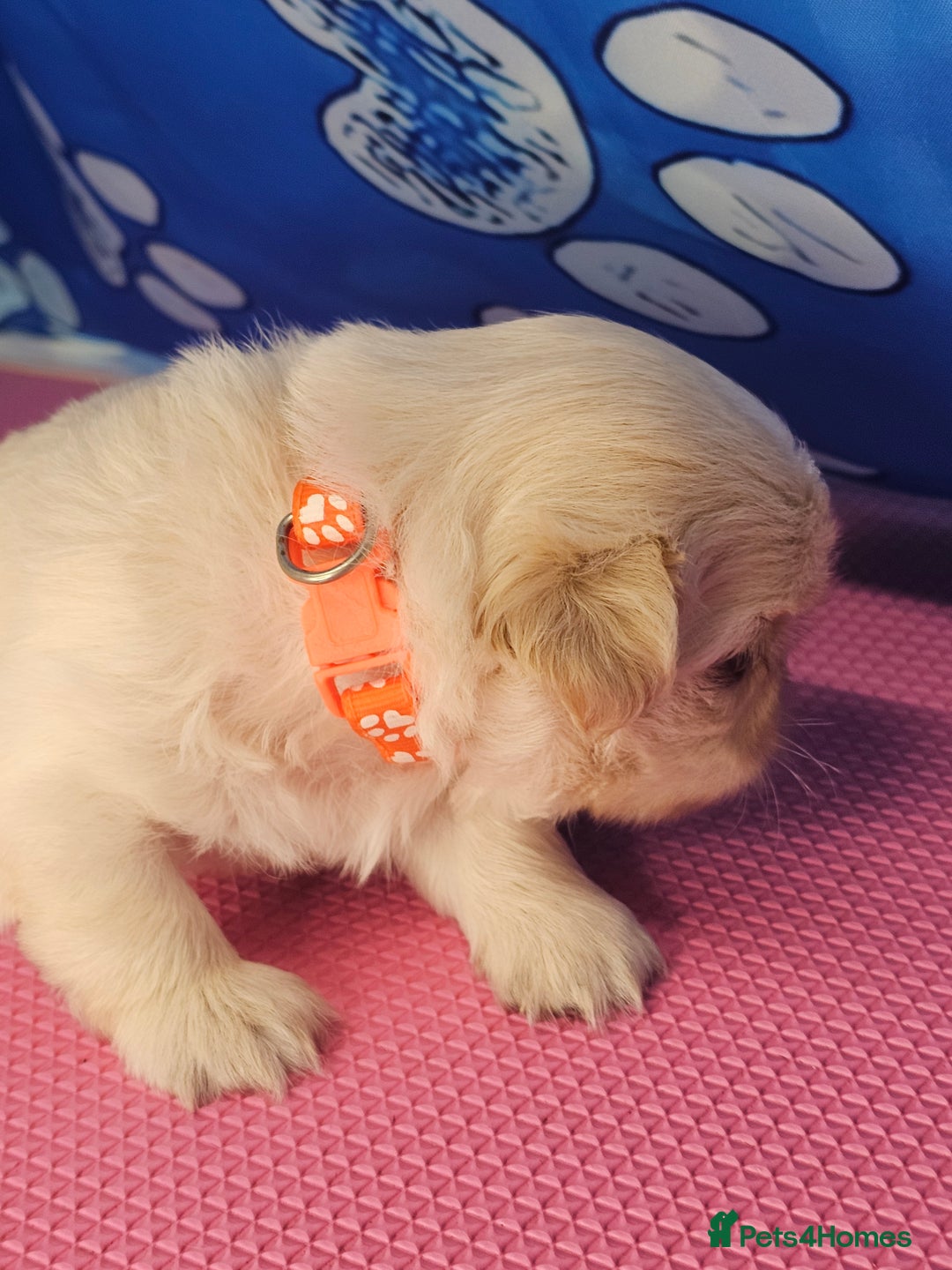 Shih Tzu dogs for sale: Pedigree smallest possible size Shih Tzu - Advert 9