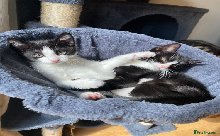 Domestic Shorthair cats - Advert 3