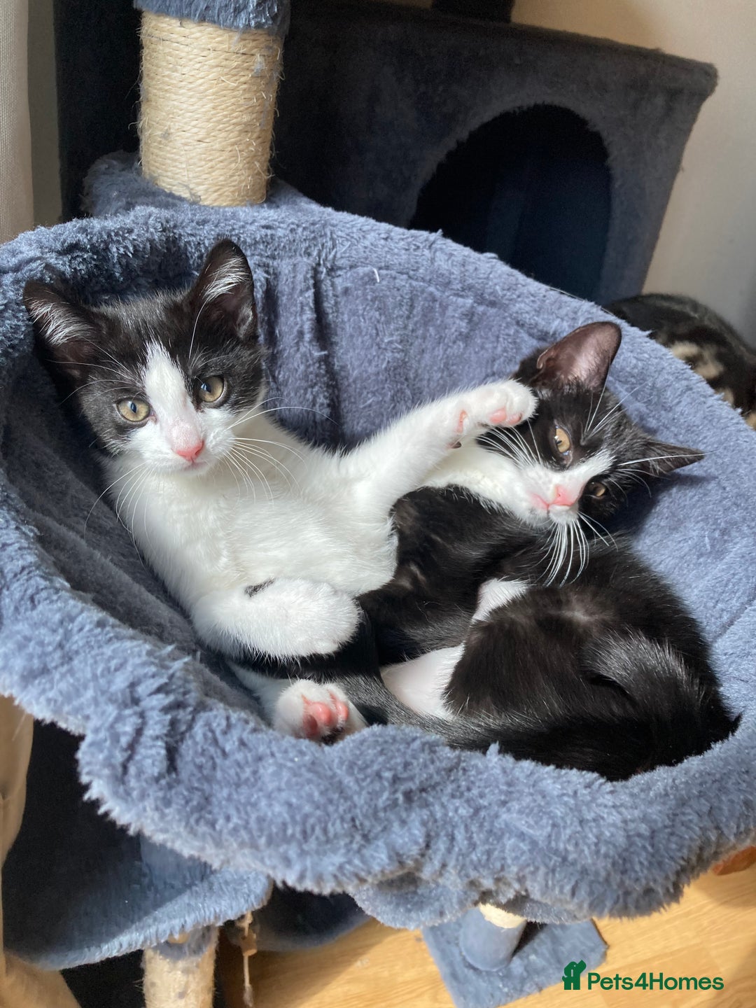 Domestic Shorthair cats for sale: 2 female Kittens - Image 1