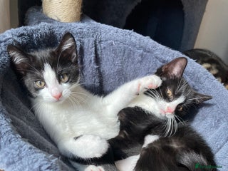 Domestic Shorthair cats - Advert 38