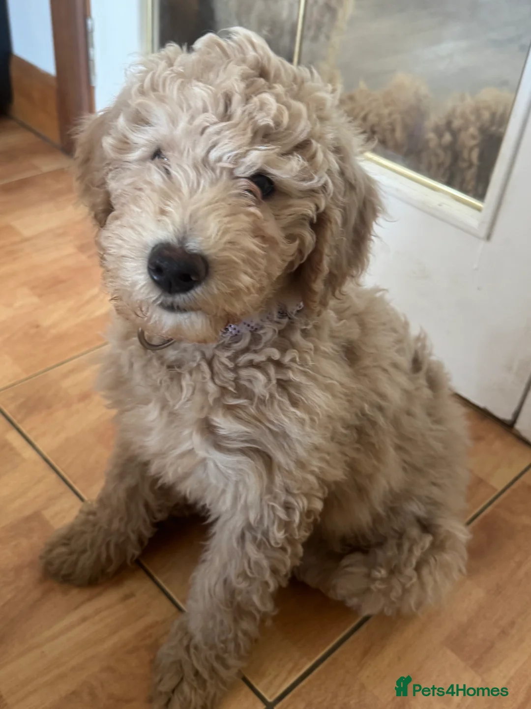 Goldendoodle dogs for sale: Golden doodle F1B stunning puppies  - Advert 27