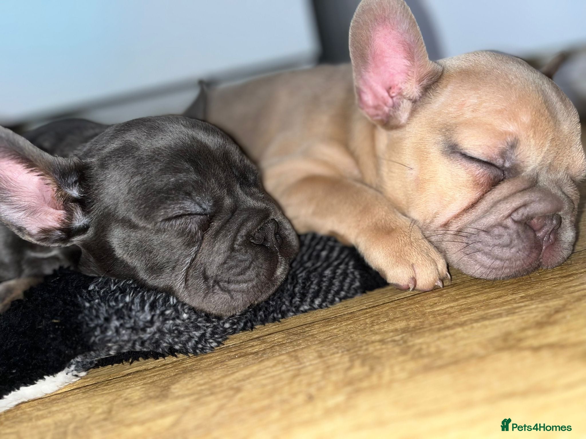 French Bulldog dogs Beautiful French bulldog pups - Advert 2