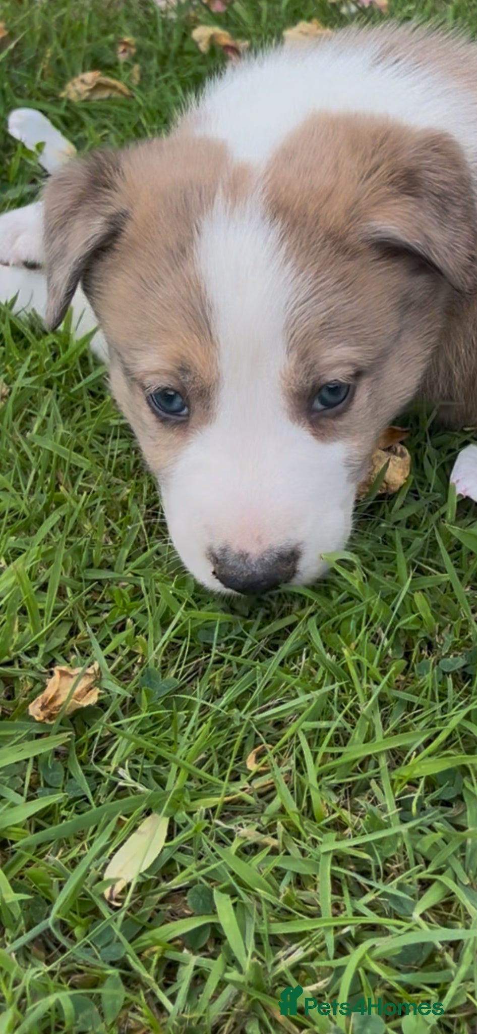 Mixed Breed dogs Beautiful merle Border collie x lurcher puppies  - Advert 2