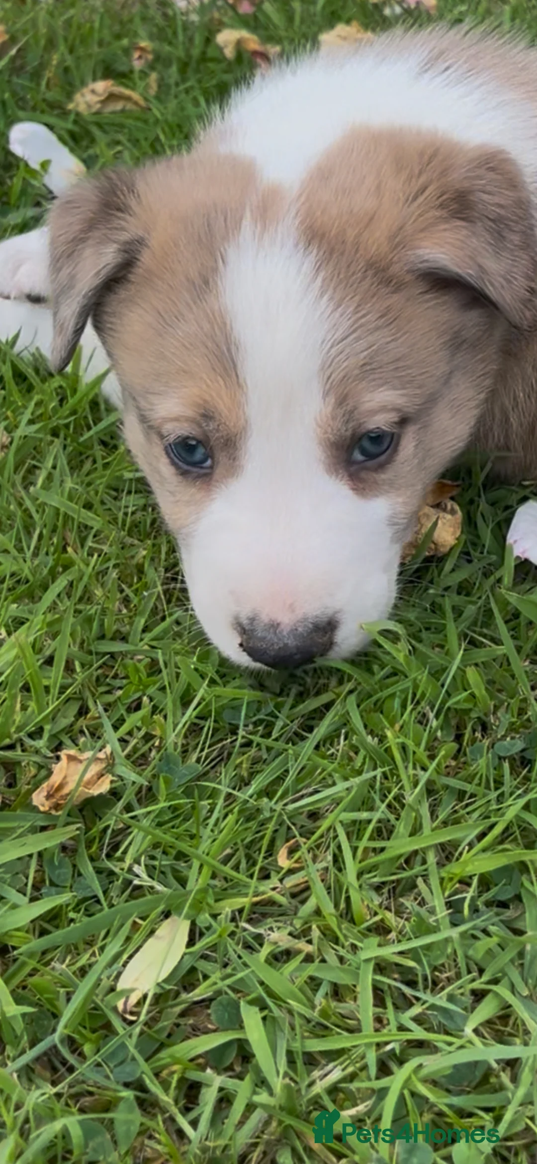 Mixed Breed dogs for sale: Border collie x lurcher puppies merle - Advert 2
