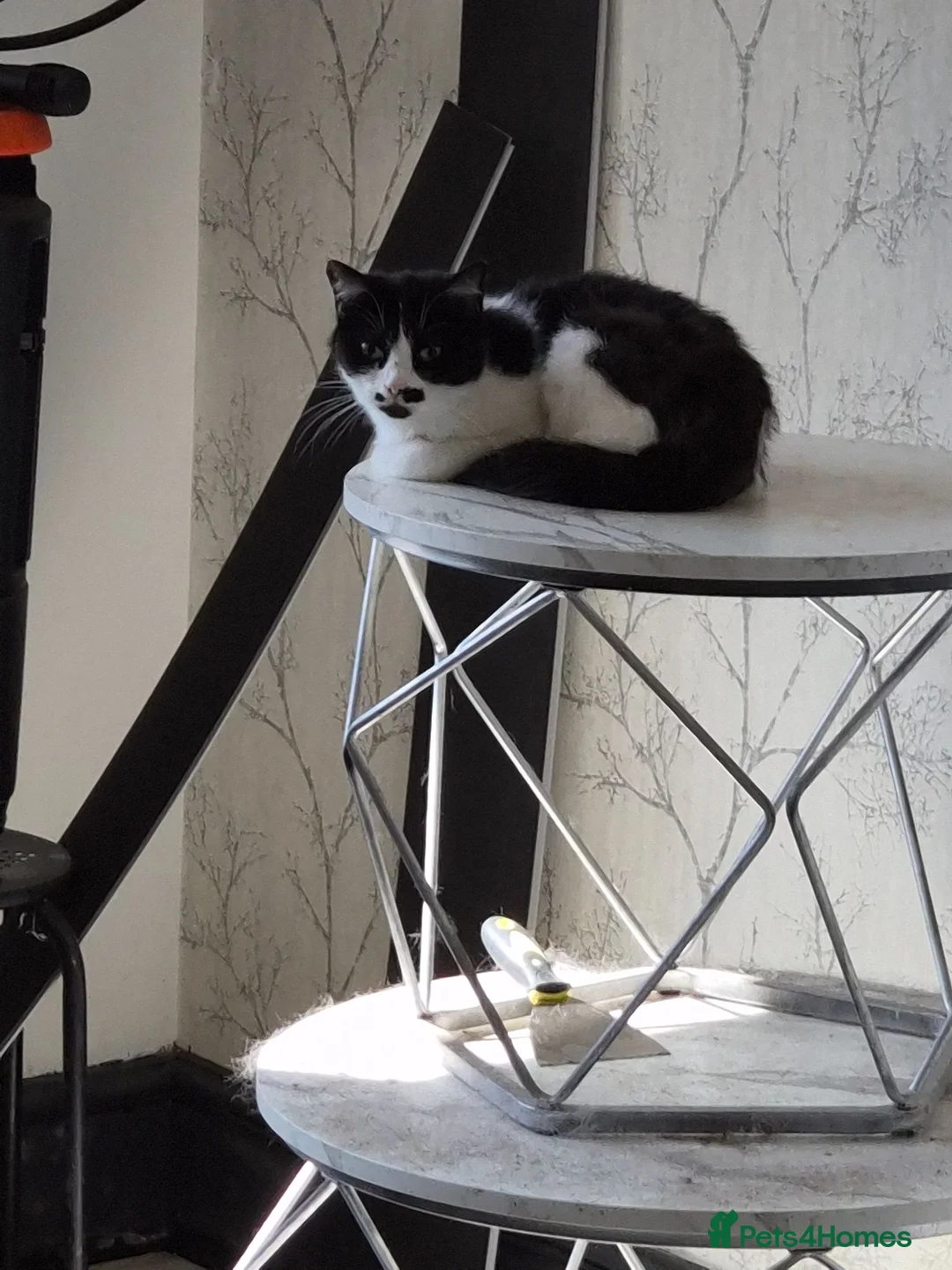 Mixed Breed cats for sale: 3 female cats  in Bilston - Advert 4