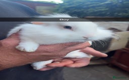 Lionhead rabbits for sale: Gorgeous Lion-head rabbits (ready now) - Image 2