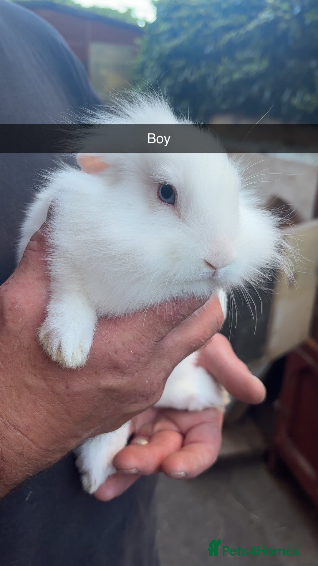 Lionhead rabbits for sale: Gorgeous Lion-head rabbits (ready now) - Image 2