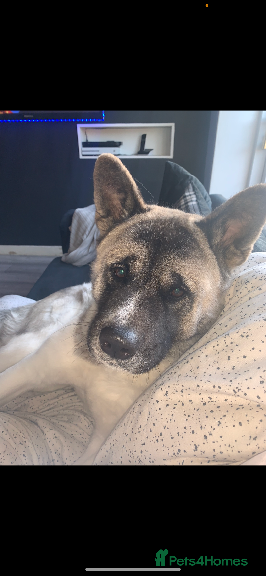 Akita dogs for sale: Skye. 7 years  - Image 5
