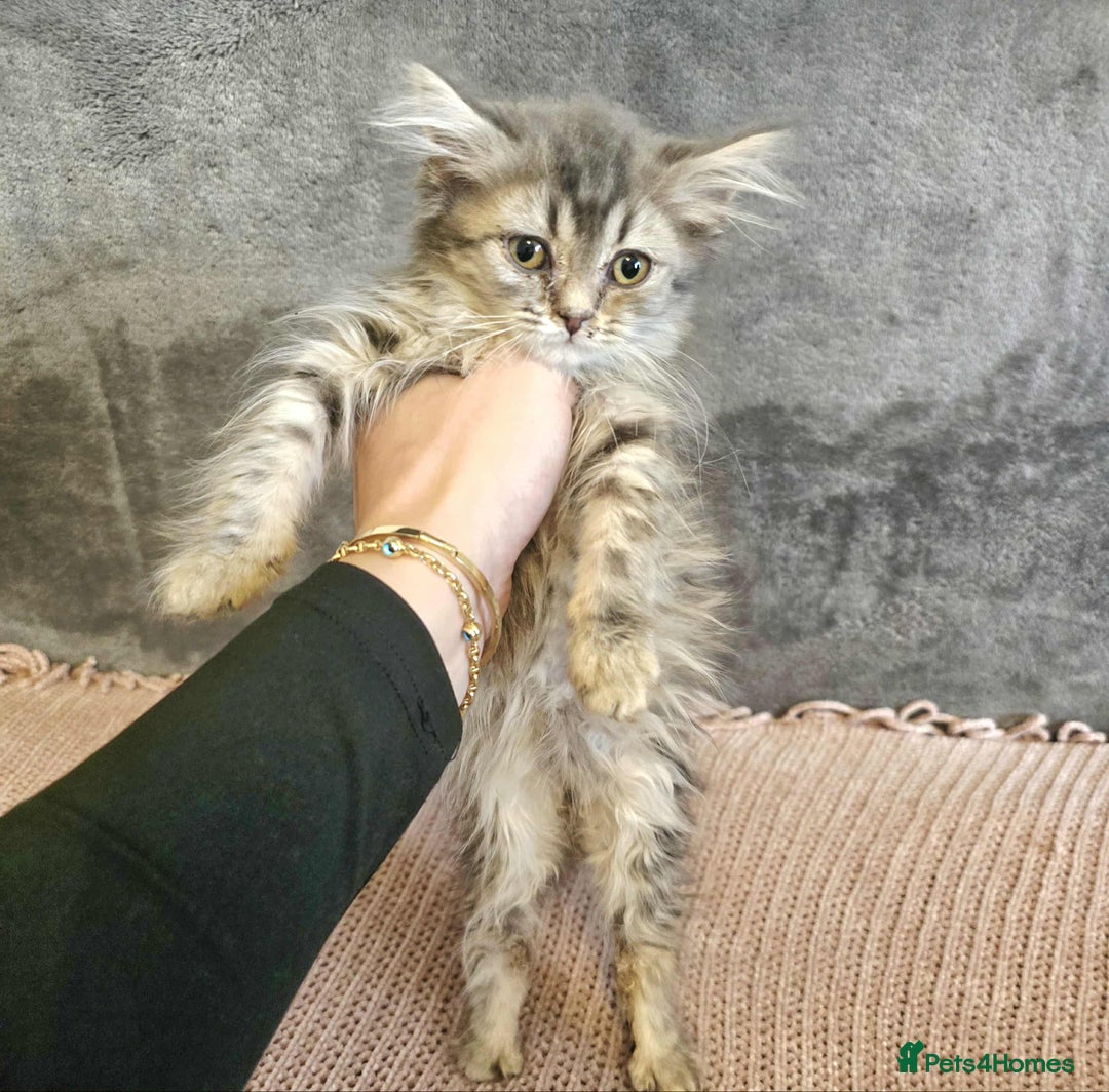 Maine Coon cats for sale: Maine coon kitten - Image 3