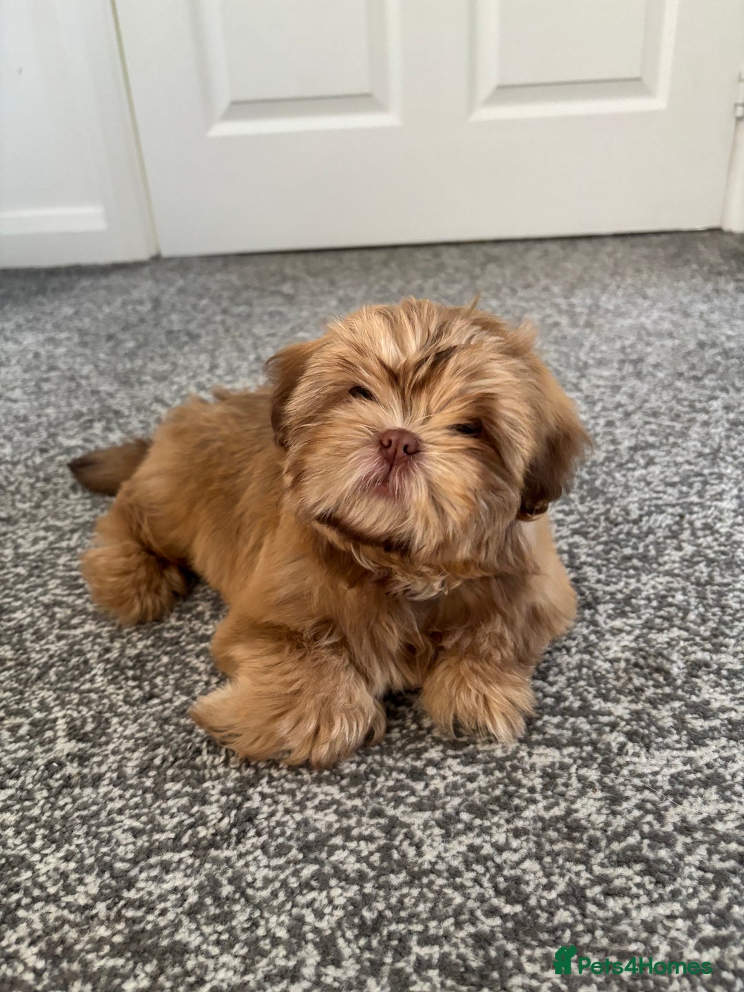 Shih Tzu dogs for sale: 💝 Rehoming Beautiful Shih Tzu Girl - Image 6