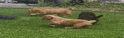 Cockapoo dogs for sale: F1 cockapoo puppies registered breeder - Advert 1