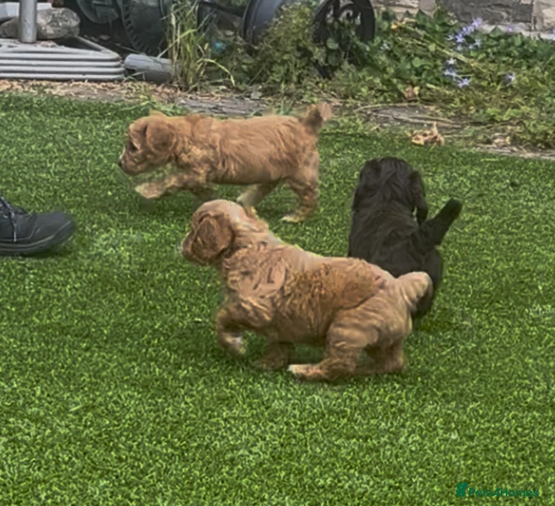 Cockapoo dogs for sale: F1 cockapoo puppies registered breeder - Advert 1