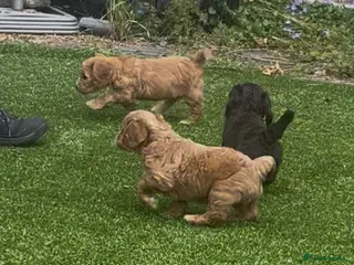 Cockapoo dogs F1 cockapoo puppies registered breeder - Advert 1
