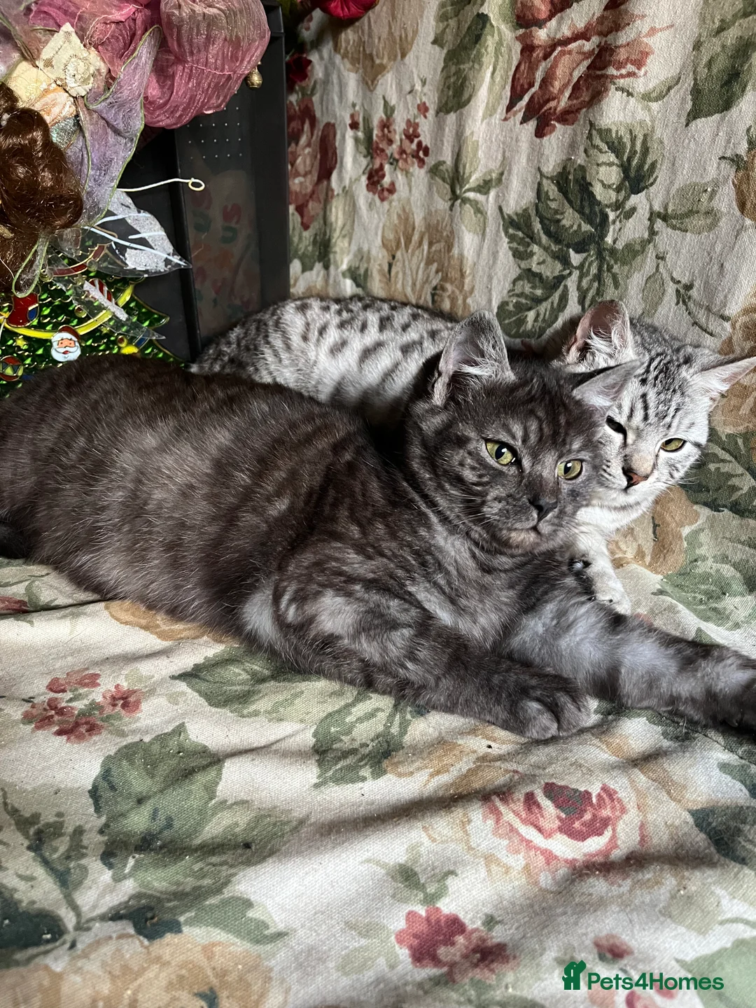 Bengal cats for sale: Bengal kittens  - Advert 19