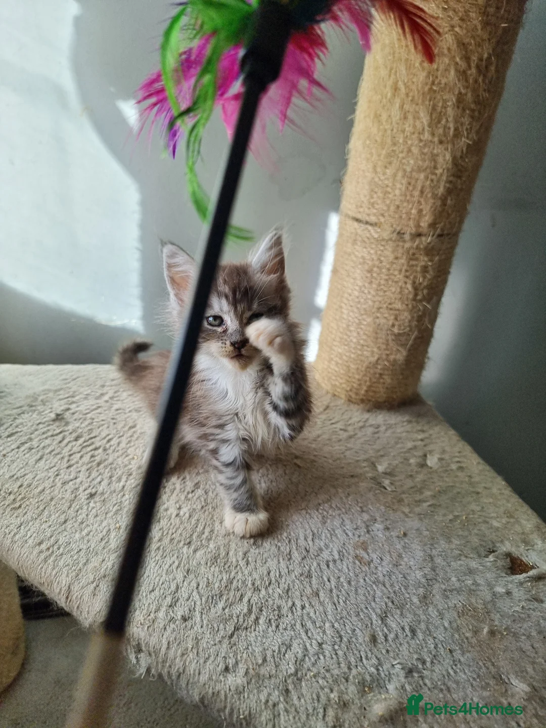 Maine Coon cats for sale: 2 litters of Maine Coon - Advert 32
