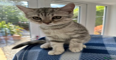 British Shorthair cats - Advert 9
