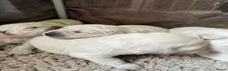 Golden Retriever dogs for sale: Beautiful Golden Retriever Puppies born 21/06/26 - Advert 10