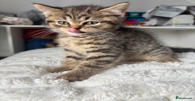 Scottish Fold cats - Advert 9